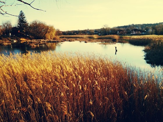 Фотографии: nature