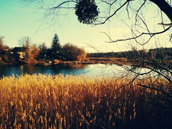 Фотографии: nature