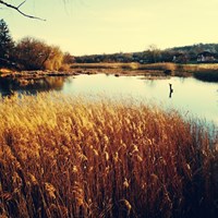 Viktoria Shubenok's Portfolio