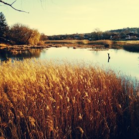 Фотографии: nature